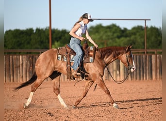 Caballo cuarto de milla, Caballo castrado, 6 años, Bayo