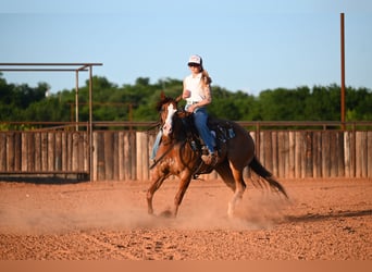 Caballo cuarto de milla, Caballo castrado, 6 años, Bayo