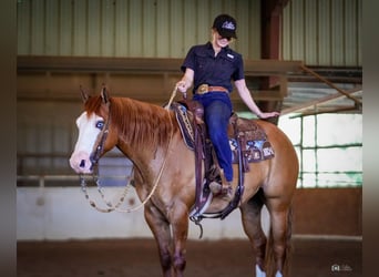 Caballo cuarto de milla, Caballo castrado, 6 años, Bayo