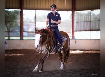 Caballo cuarto de milla, Caballo castrado, 6 años, Bayo