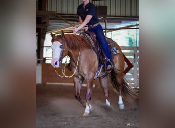 Caballo cuarto de milla, Caballo castrado, 6 años, Bayo