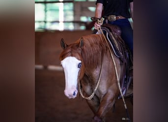 Caballo cuarto de milla, Caballo castrado, 6 años, Bayo