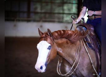 Caballo cuarto de milla, Caballo castrado, 6 años, Bayo