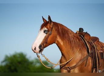 Caballo cuarto de milla, Caballo castrado, 6 años, Bayo