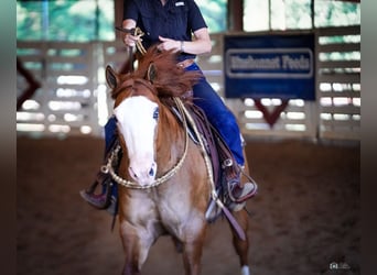 Caballo cuarto de milla, Caballo castrado, 6 años, Bayo