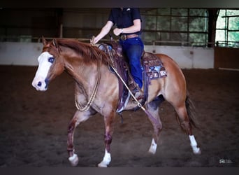 Caballo cuarto de milla, Caballo castrado, 6 años, Bayo