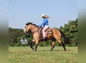 Caballo cuarto de milla, Caballo castrado, 6 años, Buckskin/Bayo
