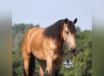 Caballo cuarto de milla, Caballo castrado, 6 años, Buckskin/Bayo
