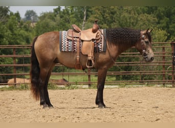Caballo cuarto de milla, Caballo castrado, 6 años, Buckskin/Bayo