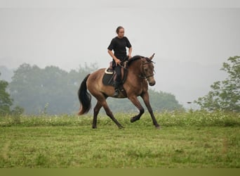Caballo cuarto de milla, Caballo castrado, 6 años, Buckskin/Bayo