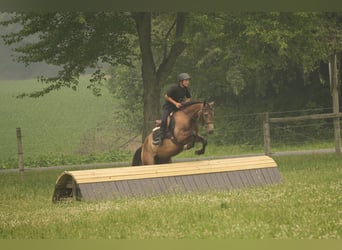 Caballo cuarto de milla, Caballo castrado, 6 años, Buckskin/Bayo