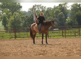 Caballo cuarto de milla, Caballo castrado, 6 años, Buckskin/Bayo