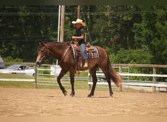 Caballo cuarto de milla, Caballo castrado, 6 años, Buckskin/Bayo