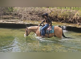 Caballo cuarto de milla, Caballo castrado, 6 años, Buckskin/Bayo