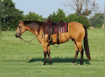 Caballo cuarto de milla, Caballo castrado, 6 años, Buckskin/Bayo
