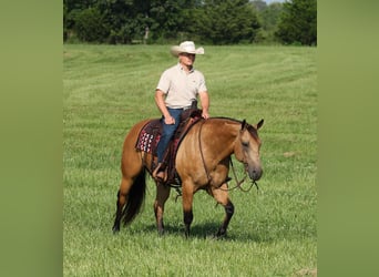 Caballo cuarto de milla, Caballo castrado, 6 años, Buckskin/Bayo