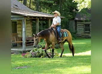 Caballo cuarto de milla, Caballo castrado, 6 años, Buckskin/Bayo