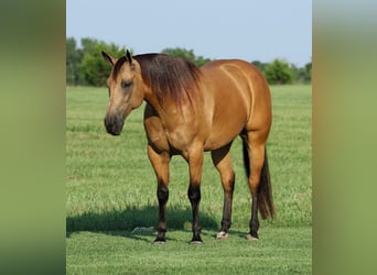 Caballo cuarto de milla, Caballo castrado, 6 años, Buckskin/Bayo