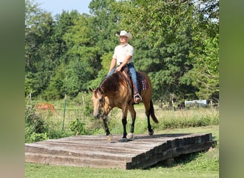 Caballo cuarto de milla, Caballo castrado, 6 años, Buckskin/Bayo