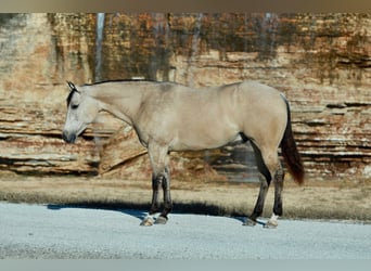 Caballo cuarto de milla, Caballo castrado, 6 años, Buckskin/Bayo