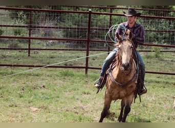 Caballo cuarto de milla, Caballo castrado, 6 años, Buckskin/Bayo