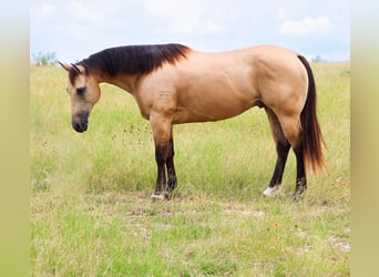 Caballo cuarto de milla, Caballo castrado, 6 años, Buckskin/Bayo