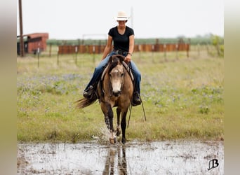 Caballo cuarto de milla, Caballo castrado, 6 años, Buckskin/Bayo