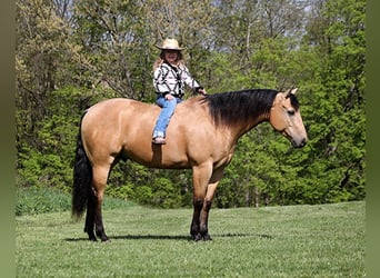 Caballo cuarto de milla, Caballo castrado, 6 años, Buckskin/Bayo