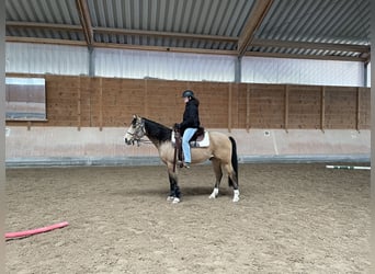 Caballo cuarto de milla, Caballo castrado, 6 años, Buckskin/Bayo