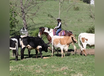 Caballo cuarto de milla, Caballo castrado, 6 años