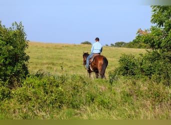 Caballo cuarto de milla, Caballo castrado, 6 años, Castaño rojizo