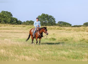 Caballo cuarto de milla, Caballo castrado, 6 años, Castaño rojizo