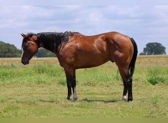 Caballo cuarto de milla, Caballo castrado, 6 años, Castaño rojizo
