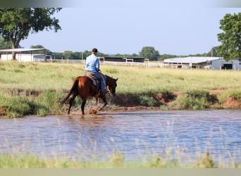 Caballo cuarto de milla, Caballo castrado, 6 años, Castaño rojizo