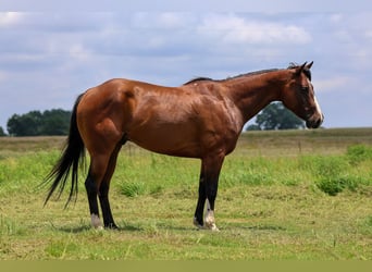 Caballo cuarto de milla, Caballo castrado, 6 años, Castaño rojizo