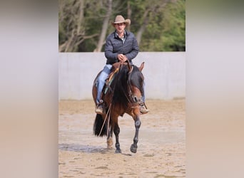 Caballo cuarto de milla, Caballo castrado, 6 años, Castaño rojizo