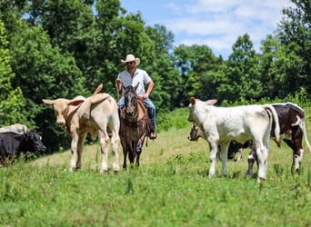 Caballo cuarto de milla, Caballo castrado, 6 años, Grullo