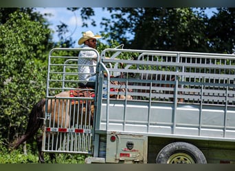 Caballo cuarto de milla, Caballo castrado, 6 años, Grullo