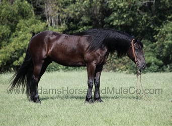 Caballo cuarto de milla, Caballo castrado, 6 años, Negro