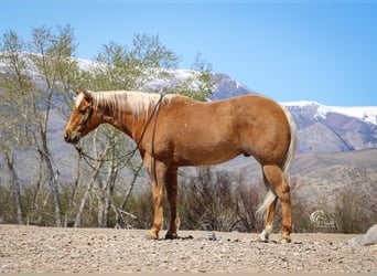 Caballo cuarto de milla, Caballo castrado, 6 años, Palomino