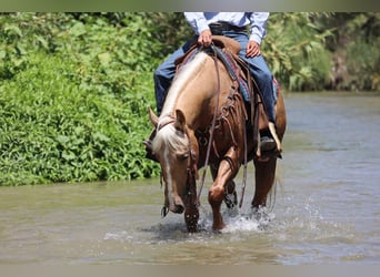 Caballo cuarto de milla, Caballo castrado, 6 años, Palomino