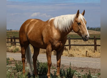 Caballo cuarto de milla, Caballo castrado, 6 años, Palomino