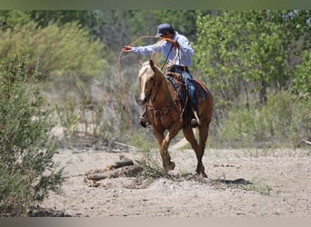 Caballo cuarto de milla, Caballo castrado, 6 años, Palomino