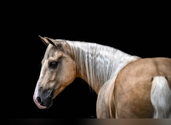Caballo cuarto de milla, Caballo castrado, 6 años, Palomino