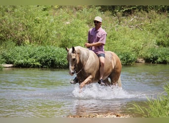 Caballo cuarto de milla, Caballo castrado, 6 años, Palomino