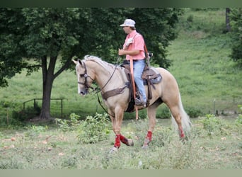 Caballo cuarto de milla, Caballo castrado, 6 años, Palomino