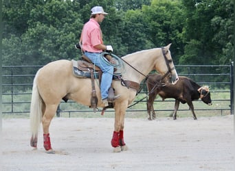 Caballo cuarto de milla, Caballo castrado, 6 años, Palomino