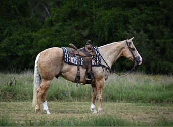 Caballo cuarto de milla, Caballo castrado, 6 años, Palomino