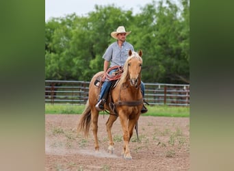 Caballo cuarto de milla, Caballo castrado, 6 años, Palomino
