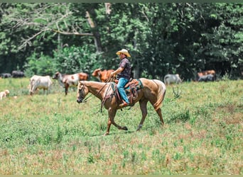 Caballo cuarto de milla, Caballo castrado, 6 años, Palomino